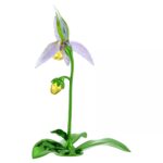 Cristallo Swarovski Florere Orchidea Scarpetta di Venere - immagine 3