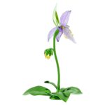 Cristallo Swarovski Florere Orchidea Scarpetta di Venere - immagine 4